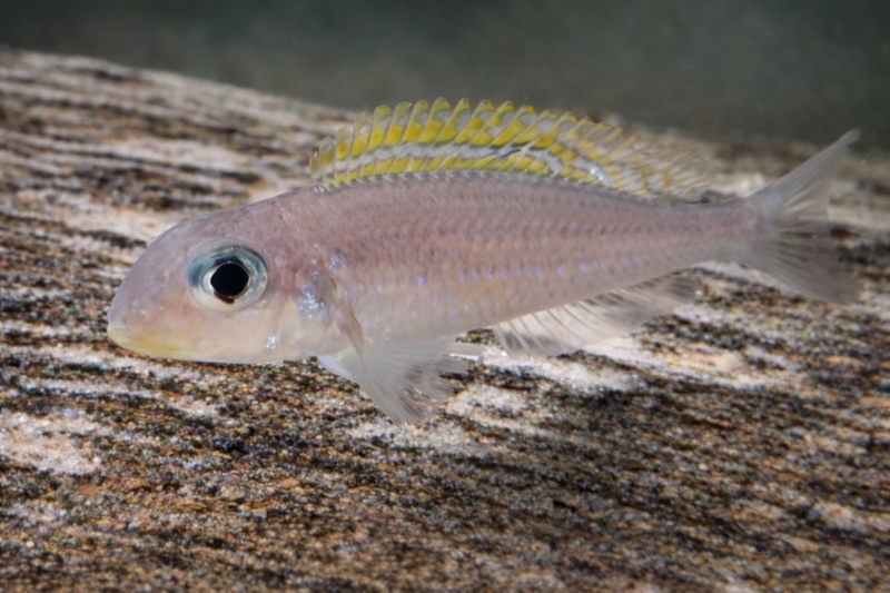 Xenotilapia flavipinnis 'Cape Tembwe'